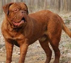 开云体育网页版登录入口-波尔多接连败北，皮卡迎来胜利